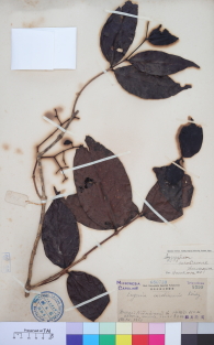 Specimen thumbnail
